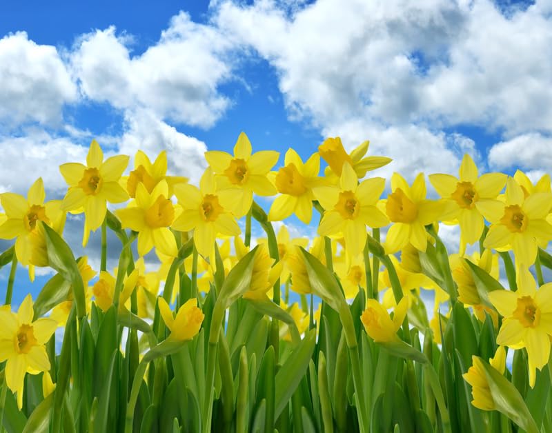 25 Yellow Daffodil Bulbs for Planting - Dutch Master Value Bag - Plant in Gardens, Borders & Flowerbeds - Bulb Size 10/12 cm - Easy to Grow Fall Flowers