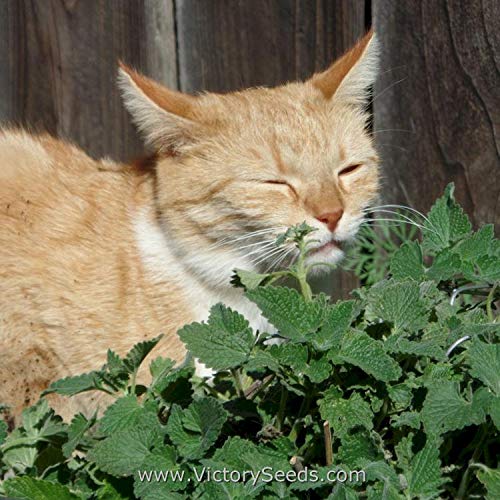 Catnip Seeds to Grow | 150+ Seeds | Cats go Wild for This Easy to Grow Herb | Grow Indoor or Outdoor Cat Nip
