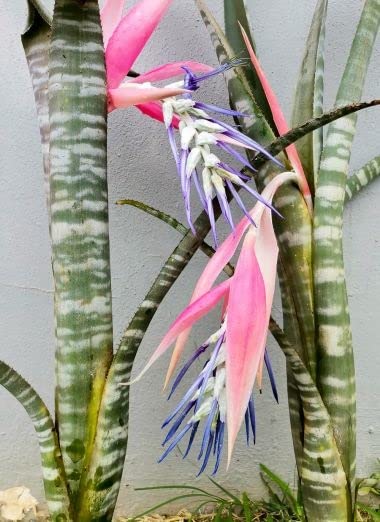 Billbergia brasiliensis Seeds for Planting (5 Rare Seeds)