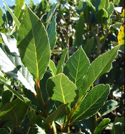 2 Peach Leaf Willow Tree Cuttings - Grow Rare Bay Leaf Willow