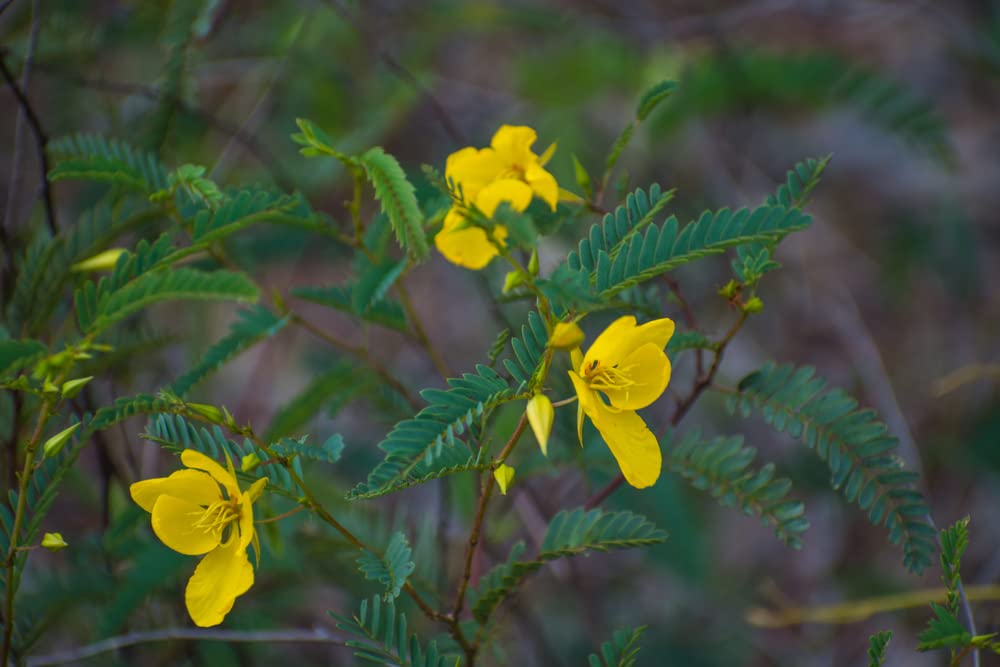 Partridge Pea Seeds for Planting - 50 Seeds - Heirloom & Open-Pollinated Variety, Attracts Bees, Non-GMO Pollinator-Friendly Native Wildflower Seeds for Planting Outdoors in The Home Garden