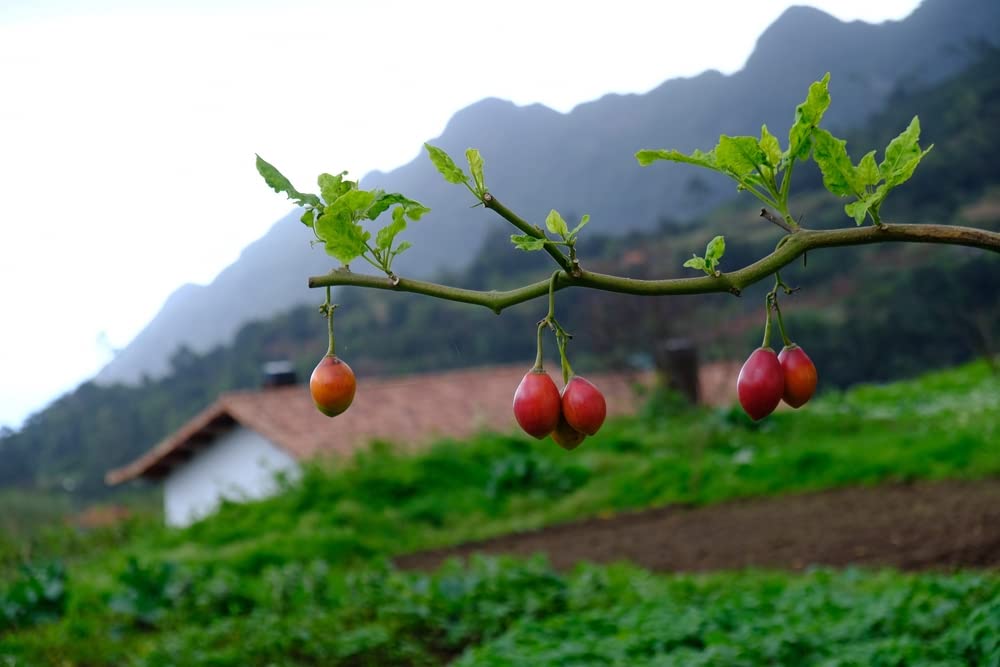 Tree Tomato Seeds for Planting - 10 Rare Seeds - Tamarillo, Cyphomandra betacea