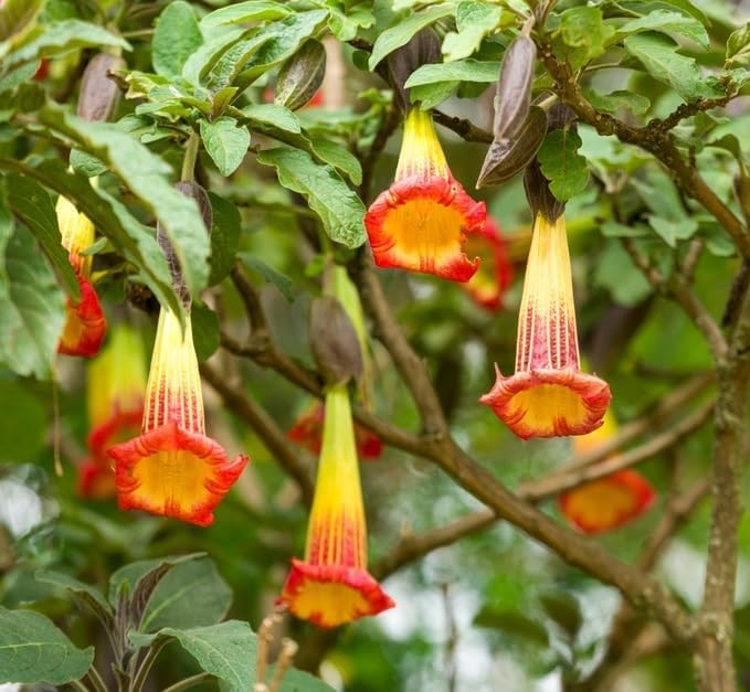 20 Red Angel's Trumpet Seeds for Planting -