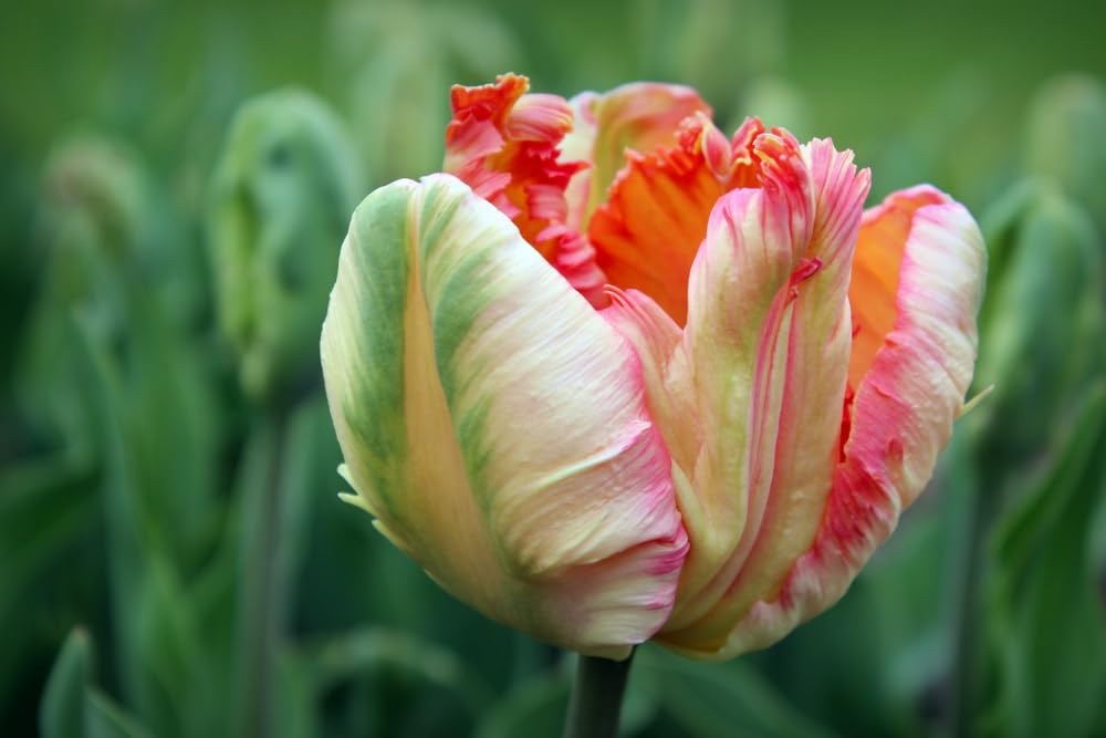 10 Apricot Parrot Tulip Bulbs for Planting - Easy to Grow - Ships from Iowa