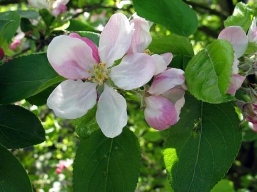 European Crab Apple, (French Crabapple), Malus Sylvestris, Tree 20 Seeds