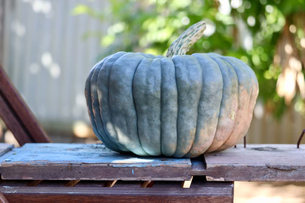 Queensland Blue Pumpkin Seeds | 10 Seeds Packet | Easy to Grow