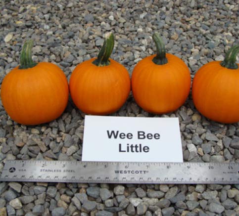 Wee-B-Little Pumpkin Seeds for Planting (30 Seeds)