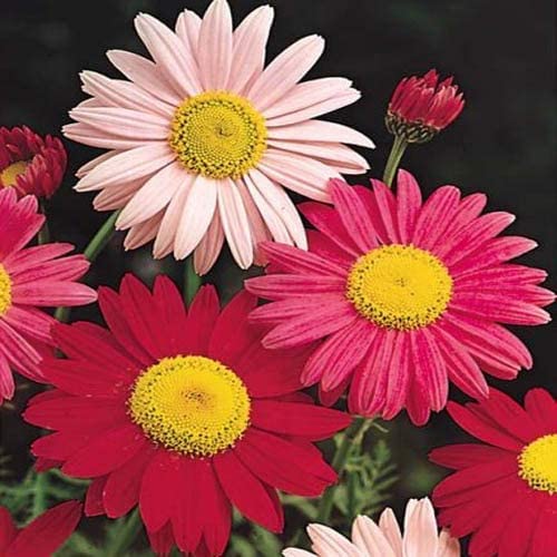 1,000 Painted Daisy Seeds for Planting - Chrysanthemum - Easy to Grow Perennial Flowers