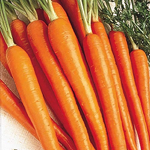 Carrot Seeds, Tendersweet | 50 Seed Packet | Grow Your Own Food