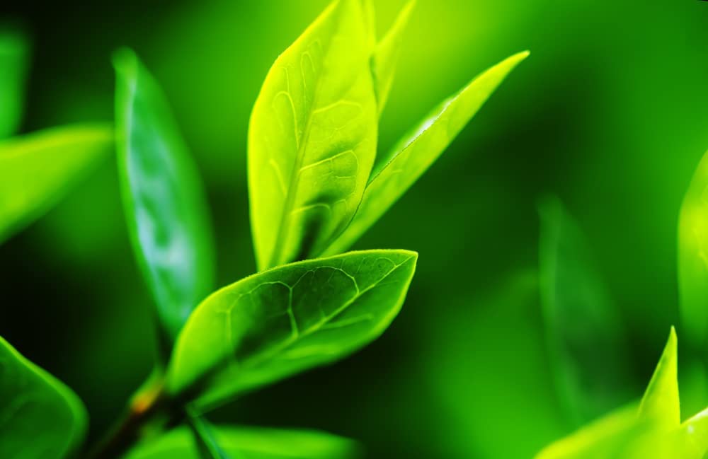 Tea Plant Seeds for Planting - 6 Seeds of Camellia Sinensis Herb Seeds - Made in USA, Ships from Iowa. Tea Tree