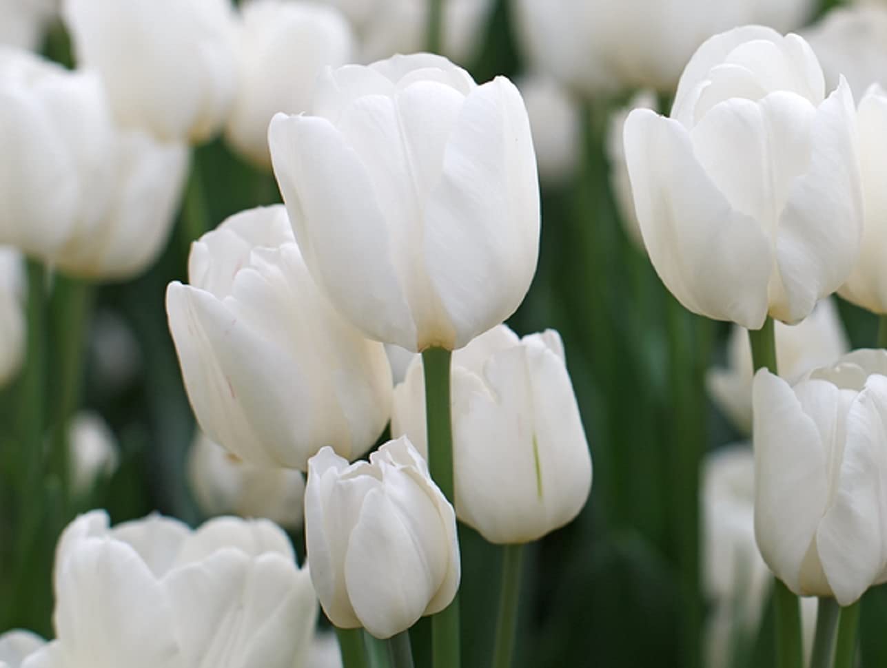 10 White Tulip Bulbs for Planting - Easy to Grow - Made in USA, Ships from Iowa