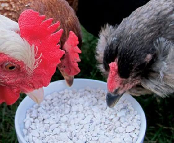CZ Grain Calcium and Crushed Oyster Shells for Chickens - Grit for Chickens and Ducks