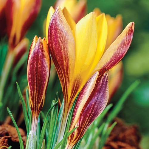 Cloth of Gold Crocus Bulbs for Planting - Easy to Grow Perennial Flowers