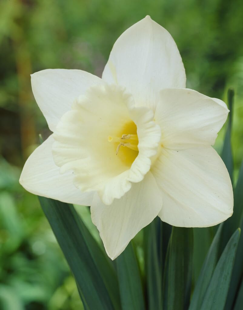 Mount Hood Large Trumpet Daffodil Bulbs for Planting - Large White Elegant Blooms