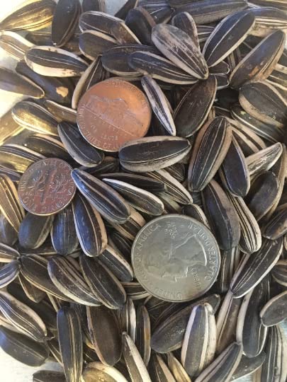 100 Organic Mongolian Giant Sunflower Seeds for Planting; Non-GMO PanAsiaHeirloom