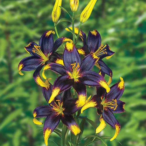 Lionheart Lily Bulbs for Planting - Black and Yellow Coloring Really Stands Out