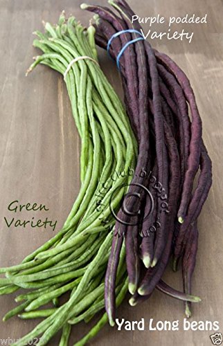 Yard Long Bean, Mix Seed (Vigna unguiculata subsp sesquipedalis) Red & Green(10 Seeds)