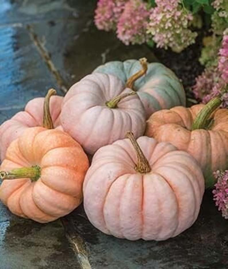 Pink Pumpkin Seeds for Planting - 5 Seeds - Porcelain Doll Pumpkins - Ships from Iowa, USA