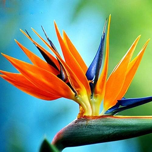 10 Seeds of Orange Bird of Paradise Flower fpr Planting - Great Indoor Tropical Plant or Bonsai - Strelitzia Reginae