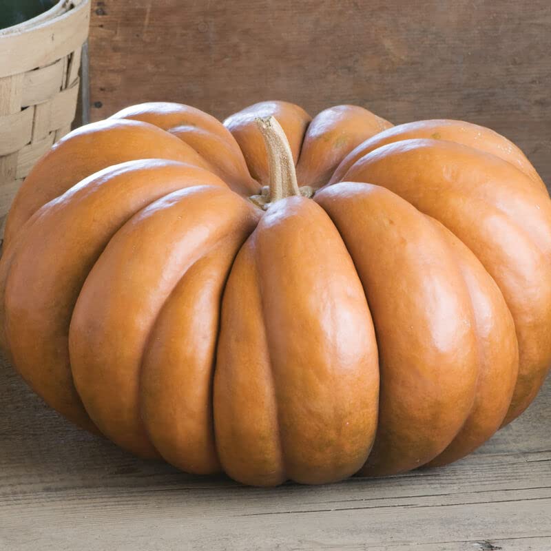 Fairytale Pumpkin Seeds for Planting (10 Seeds) - Musquee de Provence