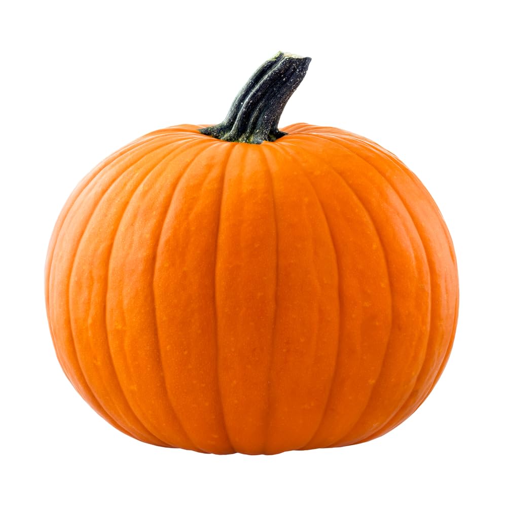 10 Orange Pumpkin Seeds for Planting - Big Max Pumpkin Seeds - Grow a Pumpkin Patch