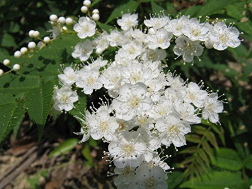 Rowan, (European Mountain Ash), Sorbus aucuparia, Tree Seeds (50 Seeds)