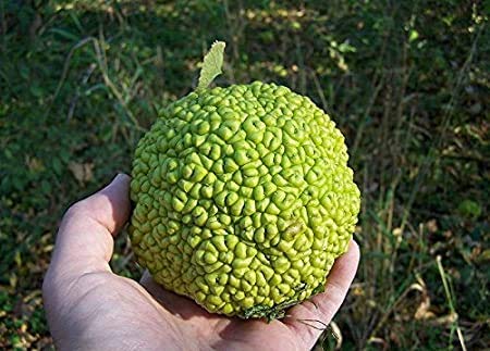 10 Hedge Apple Seeds Osage Orange Horse Apple Monkey Ball Maclura Pomifera Tree Seeds