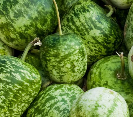 Apple Gourd Seeds for Planting - 20 Seeds - Gourds Shaped Like an Apple - Ships from Iowa, USA