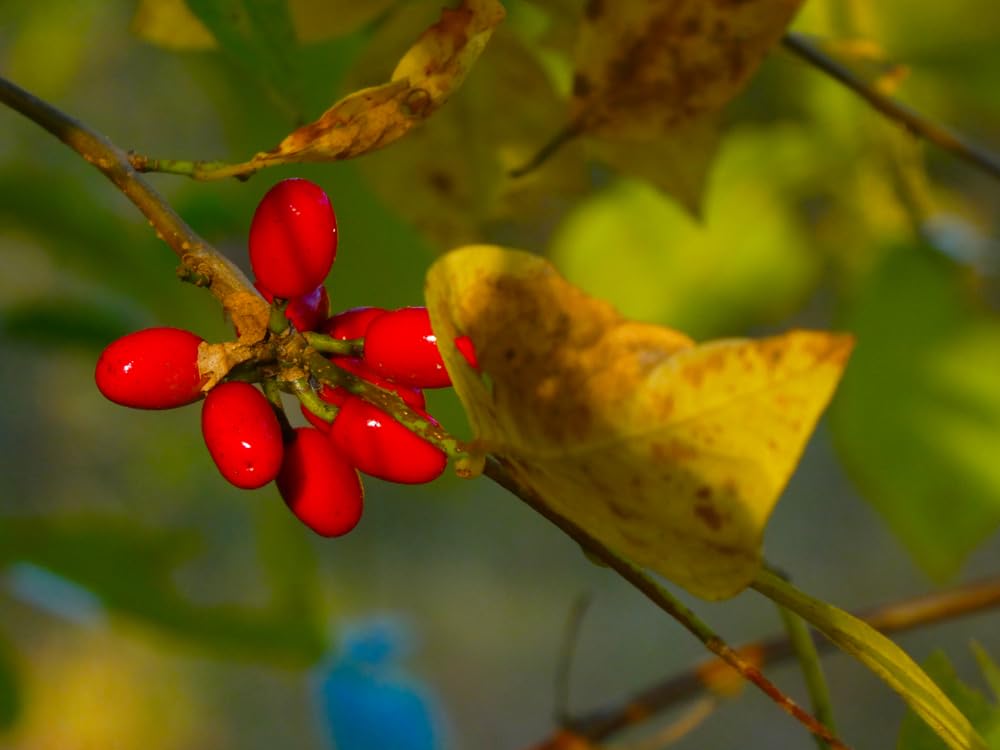 Spice Bush Seedlings for Planting - Lindera Benzoin