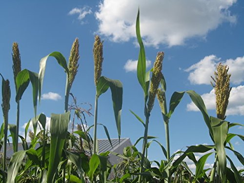 50 Mixed Colors BROOM CORN SORGHUM Bicolor Heirloom Grain Seeds for Dried Decor