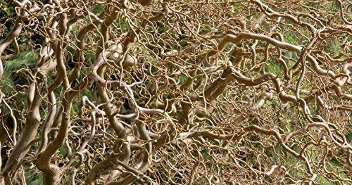 20 Corkscrew Willow Tree Cuttings - Fast Growing Trees for Privacy or Shade - Unique Curly Branches