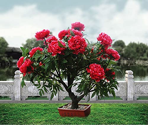 Peony Seeds - 10 Seeds - Mixed Colors, Great for Bonsai, Container or Outdoor Growing
