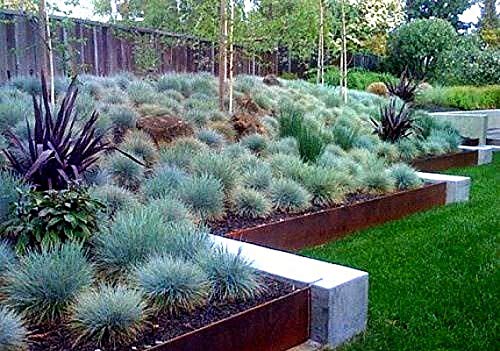 Blue Fescue Grass Seeds - 100 Seeds - Festuca glauca - Exotic Blue Grass
