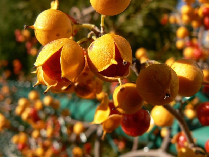 20 American Bittersweet Vine Seeds | Celastrus Scandens Tree Seeds