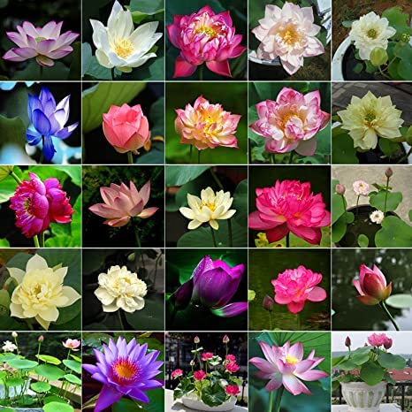 Lotus Seeds for Planting - Great for Koi Pond, Aquatic Plant, Water Lily