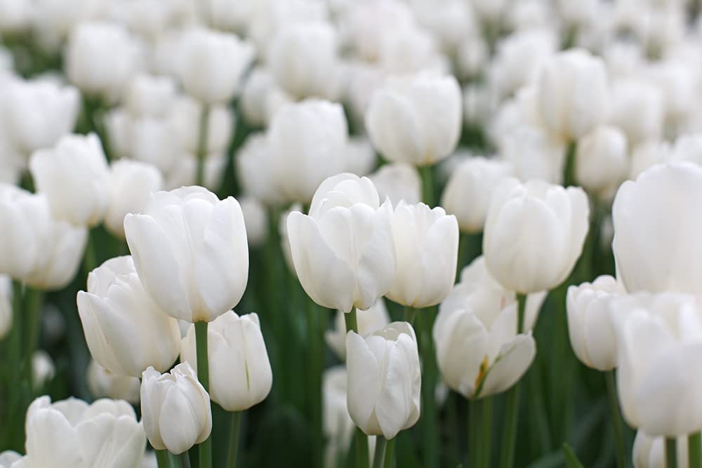 10 White Tulip Bulbs for Planting - Easy to Grow - Made in USA, Ships from Iowa