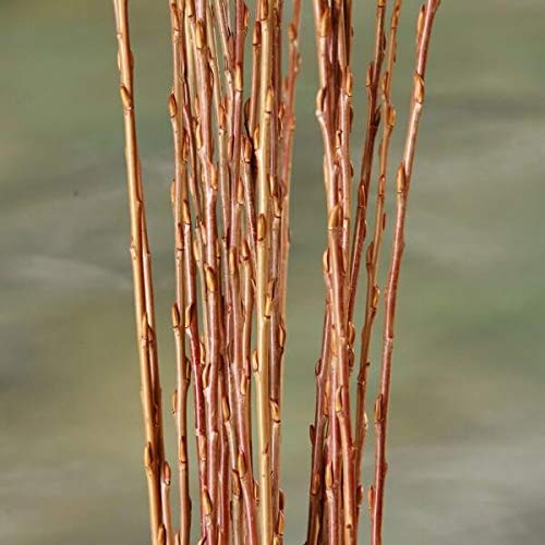 Make Willow Water - Natures Rooting Hormone - Get 25+ Thin Willow Cuttings - Root Most Any Plant!