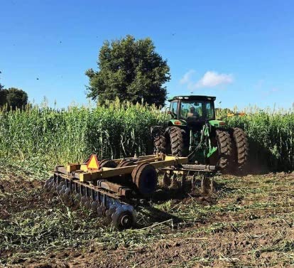 Bulk Egyptian Wheat Seeds for Planting - Can Grow to 10 Feet Tall - Grow Chicken Corn, Great for Birds