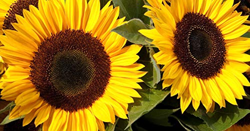 Yellow Giant Sunflower Seeds to Plant - 20 Seeds of This Giant Sunflower - Huge 2 ft Wide Flowers - A Real Giant