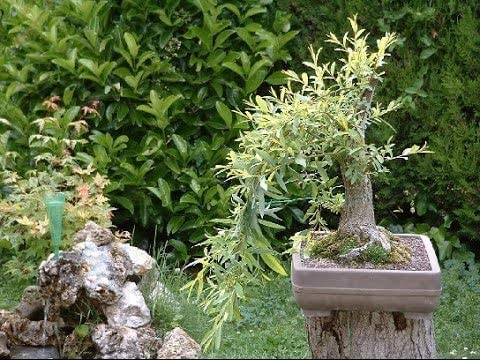 Willow Tree Bundle - 1 Fast Growing Aussie Willow Trees + 1 Weeping Willow Trees + 1 Black Willow Tree + 1 Globe Willow - Ready to Plant - Indoor/Outdoor Live Tree Plants