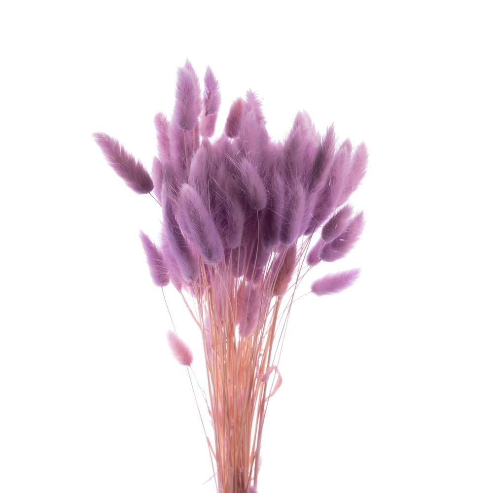 Bunny Tails Ornamental Grass Seeds, Dried Flowers, Crafts, Lagarus Ovatus, 25 Seeds