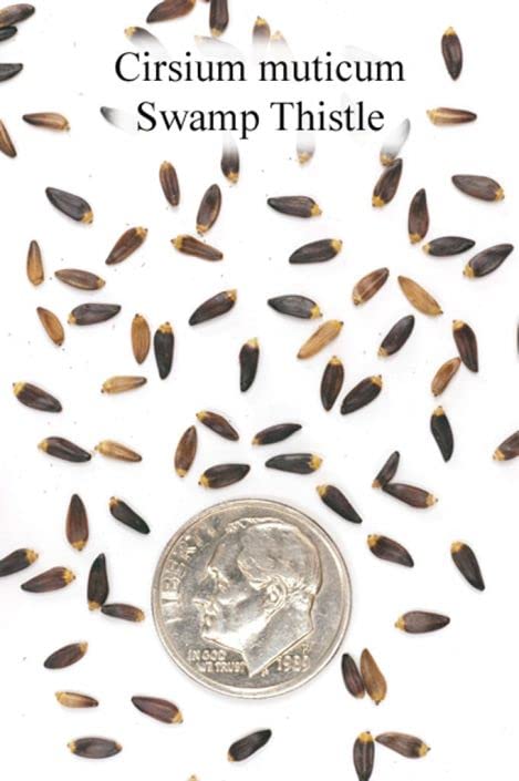 Swamp Thistle Native Seeds for Planting (100 Seeds) - Cirsium muticum
