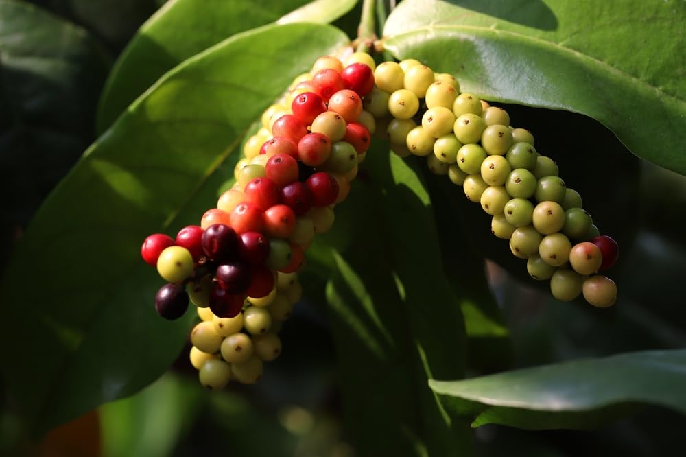 5 Rare Seeds of Bignay, Buni, Salamander Tree - Antidesma bunius