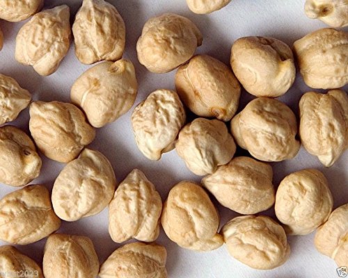 Chickpeas Plant Seed, (100 Seeds) A.k.a Garbanzo Beans, Gram, Easy to Grow, Organic