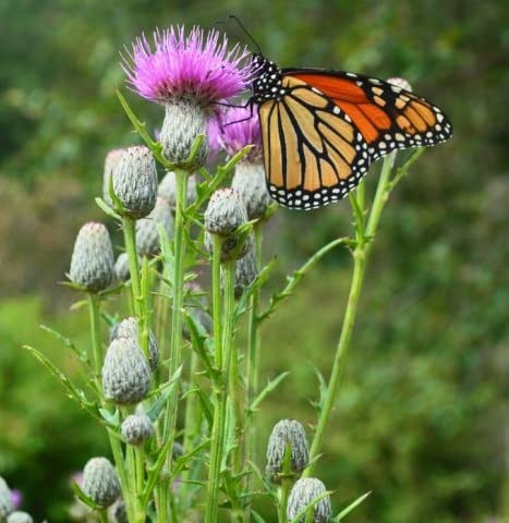 Swamp Thistle Native Seeds for Planting (100 Seeds) - Cirsium muticum