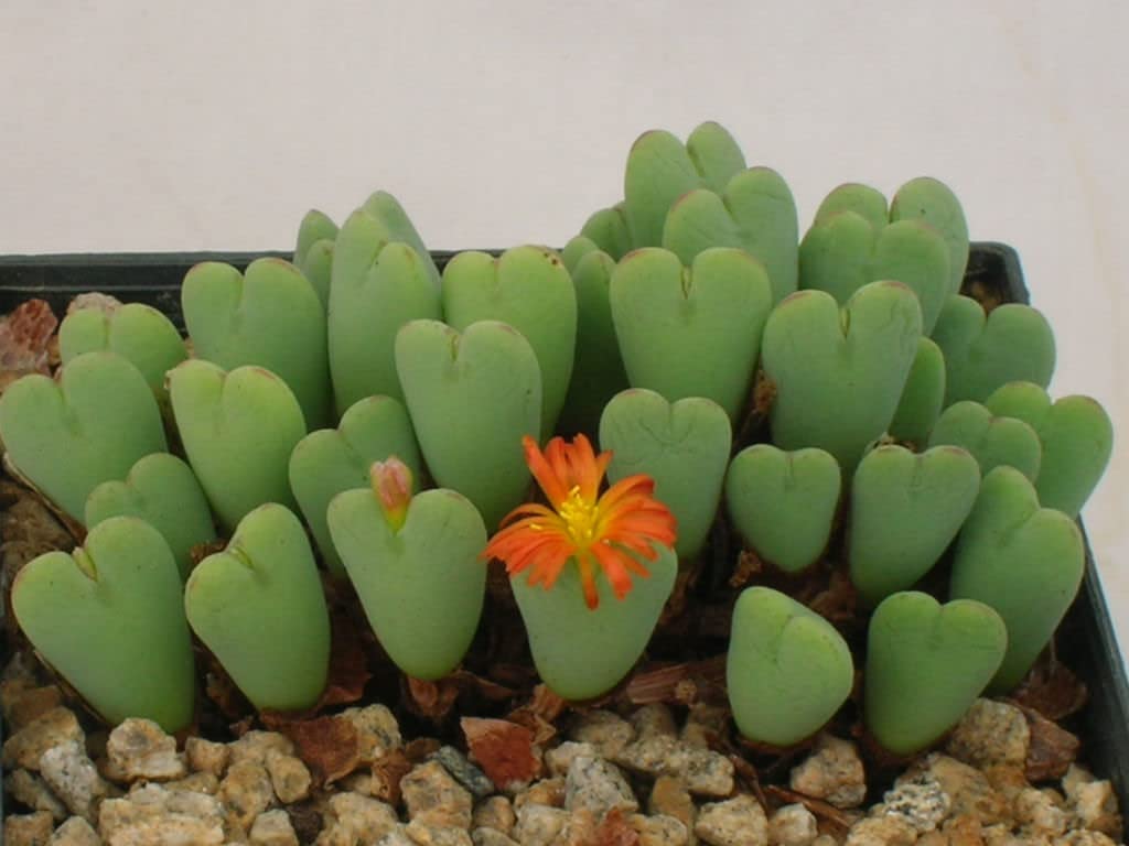 Little Hearts Succulent Seeds for Planting - 15+ Seeds - Ships from Iowa, USA - Conophytum Bilobum