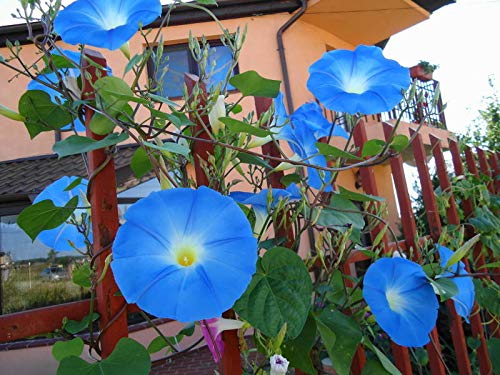 300 Heavenly Blue Morning Blooming Vine Seeds to Plant | | Beautiful Flowering Vine, Great Climbing Plant
