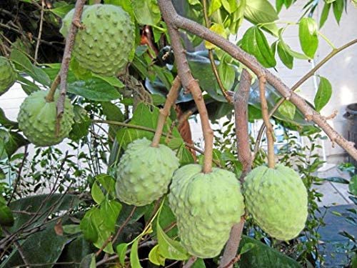 Custard Apple Seeds for Planting (5 Seeds) - Annona cherimola - Great for Bonsai or Exotic Plant Collector