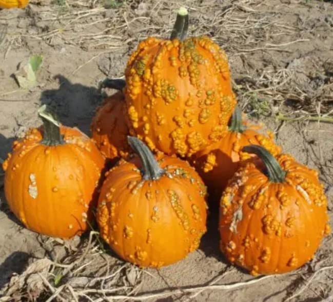 Goosebumps Pumpkin Seeds for Planting (10 Seeds) - Orange Warty Pumpkins