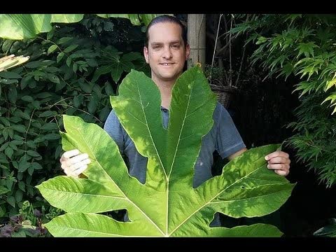 Giant Rice Paper Plant Seeds for Growing - 5 Seeds - Tetrapanax papyrifer